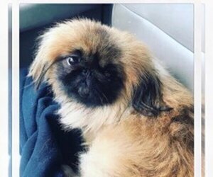 Father of the Pekingese puppies born on 08/02/2021