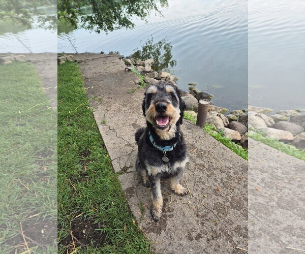 Medium Photo #9 Rottle Puppy For Sale in Techny, IL, USA