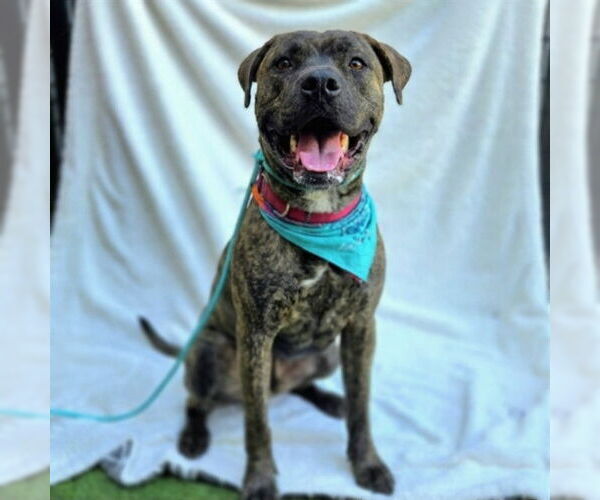 Medium Photo #4 Mutt Puppy For Sale in Long Beach, CA, USA