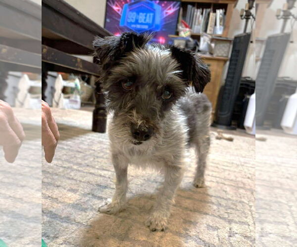 Medium Photo #7 Mutt Puppy For Sale in Boonton, NJ, USA