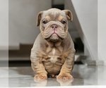 Small English Bulldog