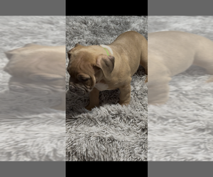 American Bully Puppy for Sale in FORT LAUDERDALE, Florida USA