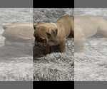 Small American Bully