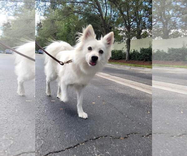 Medium Photo #3 American Eskimo Dog Puppy For Sale in Pikesville, MD, USA