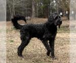 Small #1 Poodle (Miniature) Mix