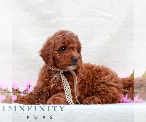 Medium Photo #4 Irish Doodle (Miniature) Puppy For Sale in NEWMANSTOWN, PA, USA