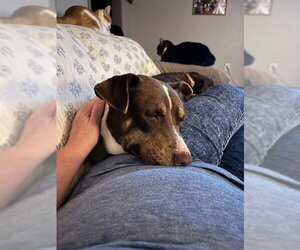 Mitzi - Female American Staffordshire Terrier-Unknown Mix Dog for Adoption - Photo #3