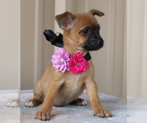 Medium Photo #3 Cairn Terrier Puppy For Sale in Bandera, TX, USA