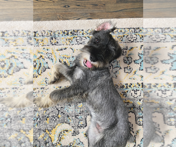 Medium Photo #3 Schnauzer (Standard) Puppy For Sale in ROSWELL, GA, USA