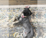 Small Photo #3 Schnauzer (Standard) Puppy For Sale in ROSWELL, GA, USA