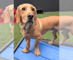 Small #10 Basset Hound-Labrador Retriever Mix
