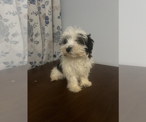 Havanese Puppy for sale in DURHAM, CT, USA