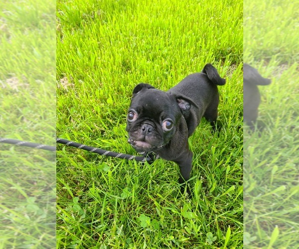 Medium Photo #4 Pug Puppy For Sale in LYNDON CENTER, VT, USA