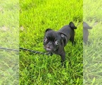 Small Photo #4 Pug Puppy For Sale in LYNDON CENTER, VT, USA