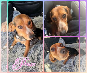 Beagle Dogs for adoption in Blacksburg, SC, USA