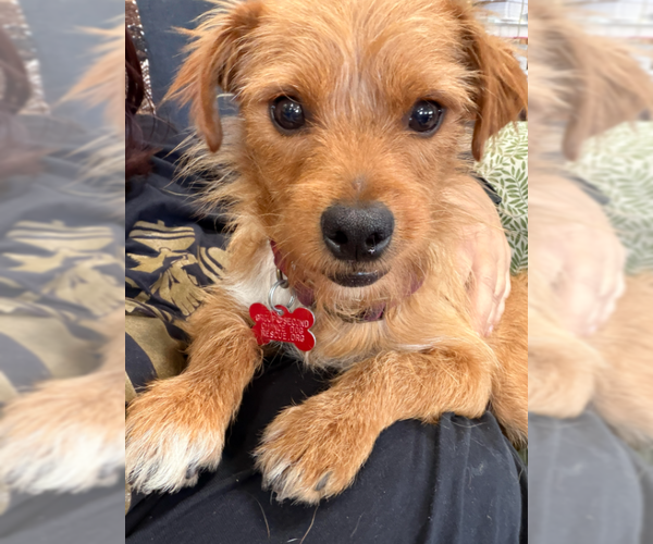 Medium Photo #1 Mutt Puppy For Sale in San Diego, CA, USA
