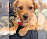Small Mutt