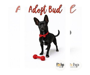 Chihuahua Dogs for adoption in Menifee, CA, USA