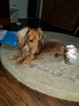 Medium Photo #1 Dachshund Puppy For Sale in NEW WINDSOR, NY, USA