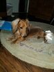 Small Photo #1 Dachshund Puppy For Sale in NEW WINDSOR, NY, USA
