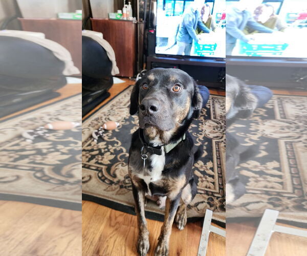 Medium Photo #1 Labrottie Puppy For Sale in St. Louis Park, MN, USA