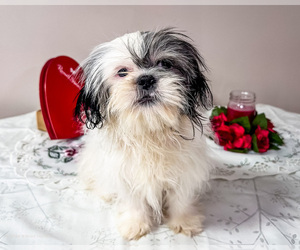 Medium Shih Tzu