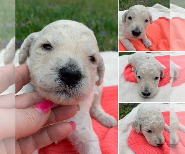 Medium Photo #4 Labradoodle Puppy For Sale in DENTON, NC, USA