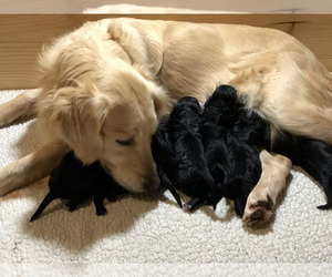 Mother of the Goldendoodle puppies born on 05/29/2023
