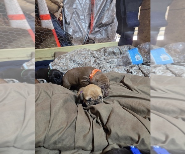 Medium Photo #6 American Pit Bull Terrier Puppy For Sale in CHARLOTTE, NC, USA