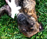 Small #3 Mutt