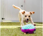 Small #2 Labrador Retriever Mix