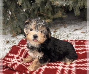 Morkie Puppy for sale in MIDDLEBURY, IN, USA