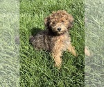 Small #4 ShihPoo