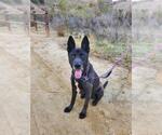 Small #2 German Shepherd Dog Mix