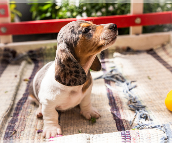 Medium Photo #4 Dachshund Puppy For Sale in WAKARUSA, IN, USA