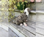 Small #1 American Bulldog
