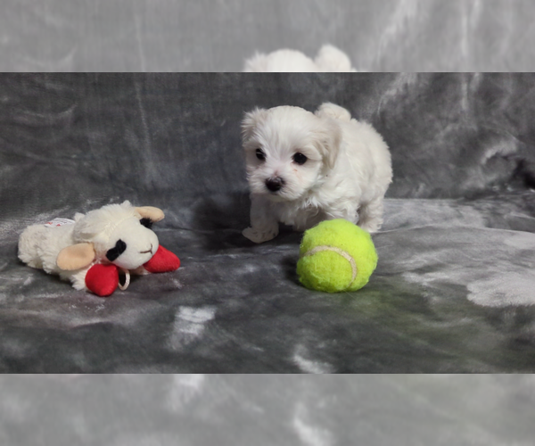 Medium Photo #6 Maltese Puppy For Sale in OCALA, FL, USA