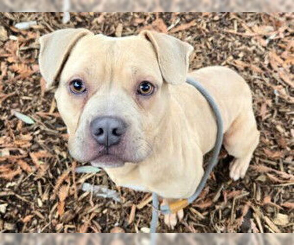 Medium Photo #1 Mutt Puppy For Sale in Martinez, CA, USA