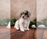 Small #6 Cavapoo (Toy)