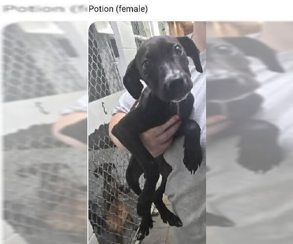 Medium Photo #7 Labrador Retriever-Unknown Mix Puppy For Sale in garner, NC, USA