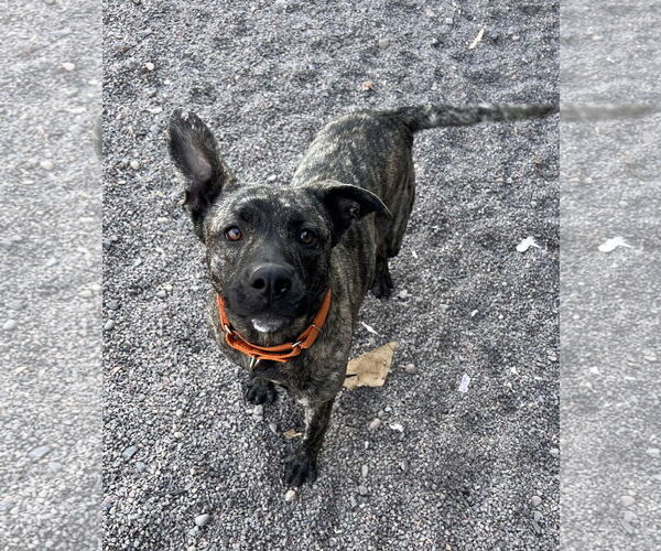 Medium Photo #4 American Pit Bull Terrier-Unknown Mix Puppy For Sale in Webster, WI, USA