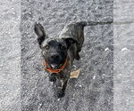 Small #3 American Pit Bull Terrier Mix