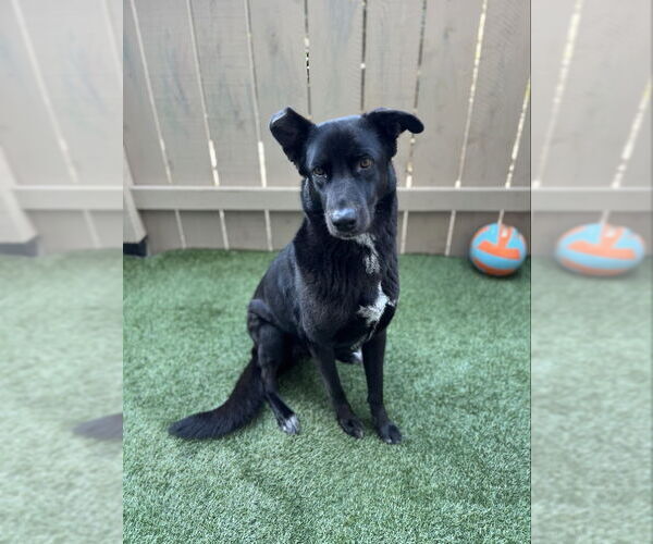 Medium Photo #2 Aussiedor Puppy For Sale in San Diego, CA, USA