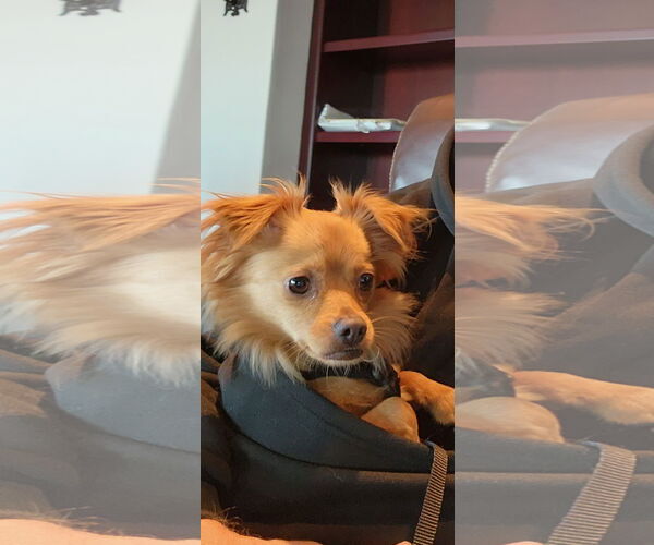 Medium Photo #3 Chihuahua Puppy For Sale in Menifee, CA, USA