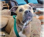 Small #2 American Pit Bull Terrier Mix