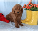 Small #1 Goldendoodle (Miniature)
