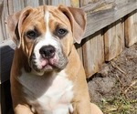 Puppy Hottie American Bully