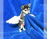 Small Photo #8 Alaskan Klee Kai Puppy For Sale in NORWOOD, MO, USA