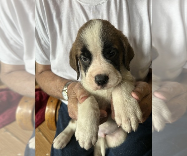 Medium Photo #1 Saint Bernard Puppy For Sale in CAPON BRIDGE, WV, USA