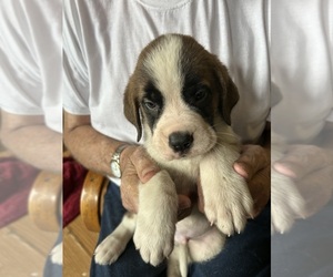 Medium Saint Bernard
